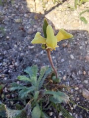 Disperis villosa