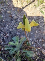 Disperis villosa