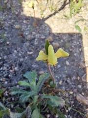 Disperis villosa