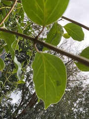 Lonicera hildebrandtiana