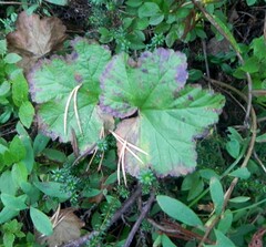 Rubus chamaemorus
