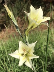 Gladiolus tristis