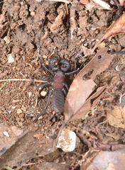 Typopeltis crucifer