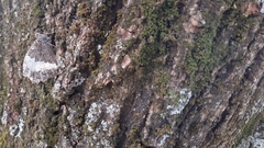 Satyrinae
