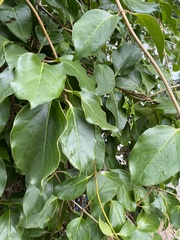 Lonicera hildebrandtiana
