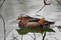 Aix galericulata