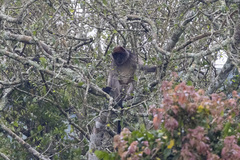 Piliocolobus tephrosceles