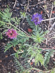 Astragalus laxmannii