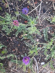 Astragalus laxmannii