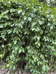 Lonicera hildebrandtiana