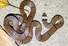 Sinomicrurus annularis