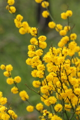 Acacia spinescens