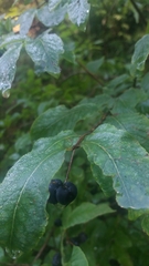 Lonicera nigra