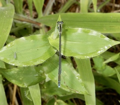 Aciagrion occidentale