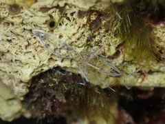 Periclimenes aegylios