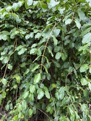 Lonicera hildebrandtiana