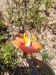 Gladiolus alatus