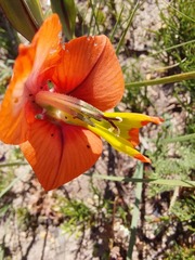Gladiolus alatus