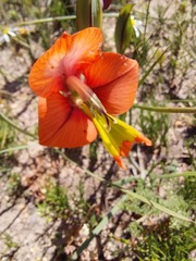 Gladiolus alatus