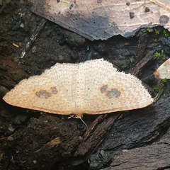 Epicyme rubropunctaria