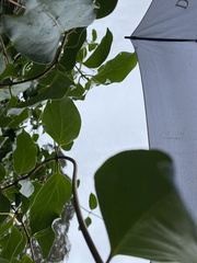 Lonicera hildebrandtiana