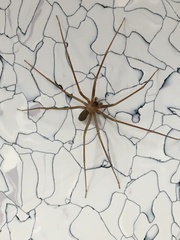 Loxosceles rufescens