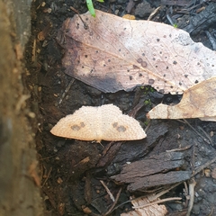 Epicyme rubropunctaria