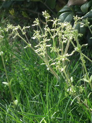 Cerastium glomeratum