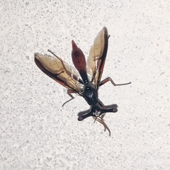 Pseudopelmatops