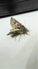 Ctenoplusia limbirena