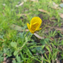 Ranunculus lappaceus