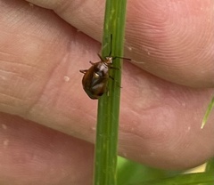 Deraeocoris ruber