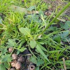 Ranunculus lappaceus
