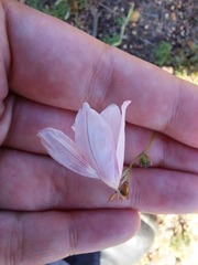 Monsonia