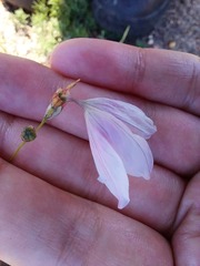 Monsonia