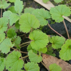Pelargonium inodorum