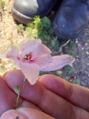 Monsonia