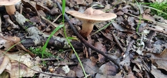 Lactarius glyciosmus