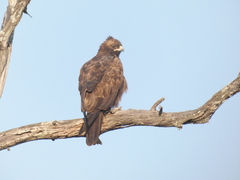 Hieraaetus wahlbergi