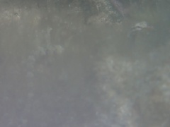 Corythoichthys conspicillatus