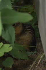 Ictidomys tridecemlineatus