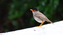 Catharus mexicanus