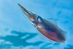 Sepioteuthis lessoniana