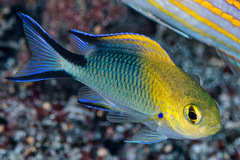 Pomachromis richardsoni