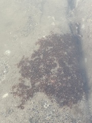 Polycyathus verrilli