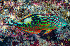 Vermiculate Wrasse photo 1
