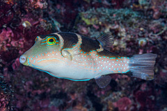 Canthigaster cyanospilota