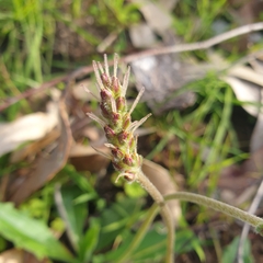 Plantago varia