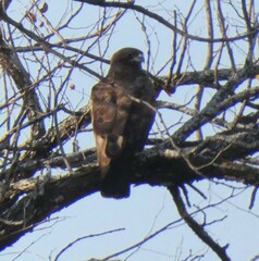 Hieraaetus wahlbergi