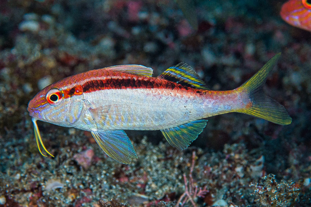 Diagonal Goatfish